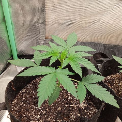 WHITE WHIDOW  growlog timeline photo