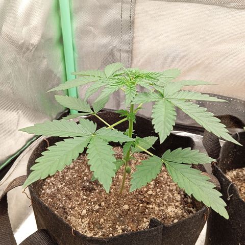 WHITE WHIDOW  growlog timeline photo