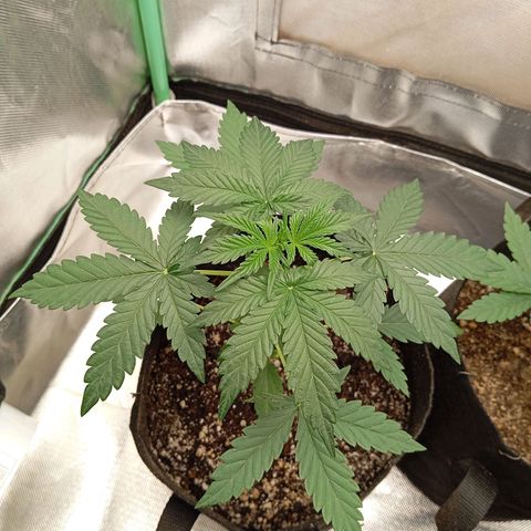 WHITE WHIDOW  growlog timeline photo