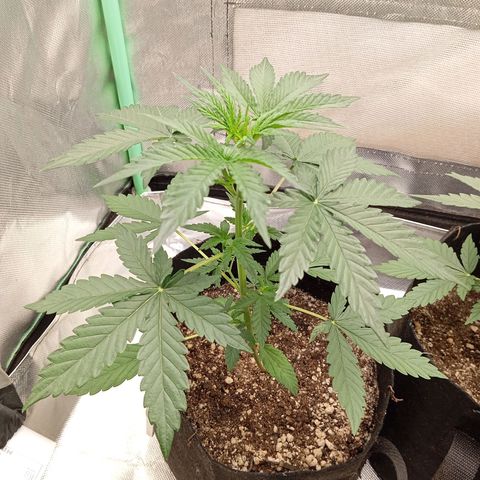 WHITE WHIDOW  growlog timeline photo