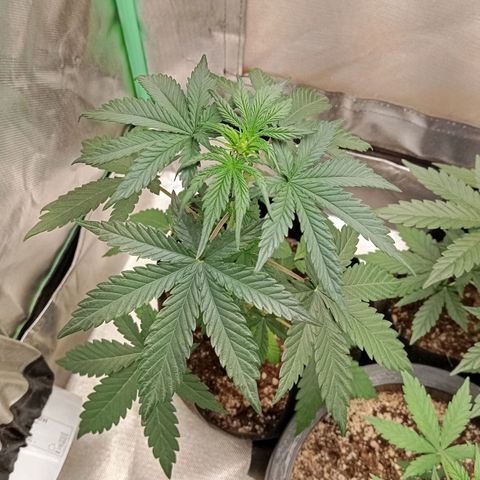 WHITE WHIDOW  growlog timeline photo