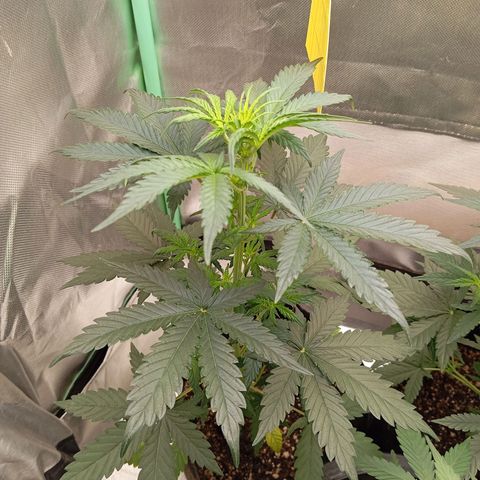 WHITE WHIDOW  growlog timeline photo