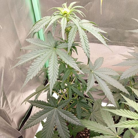 WHITE WHIDOW  growlog timeline photo