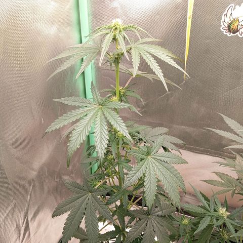 WHITE WHIDOW  growlog timeline photo