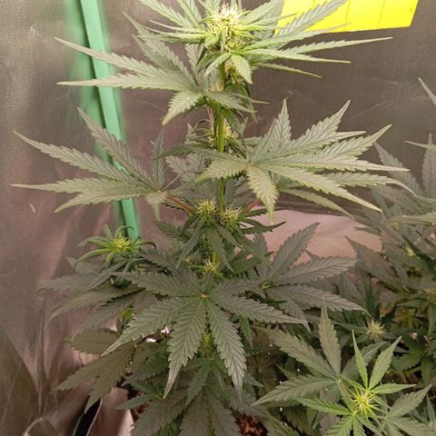 WHITE WHIDOW  growlog timeline photo