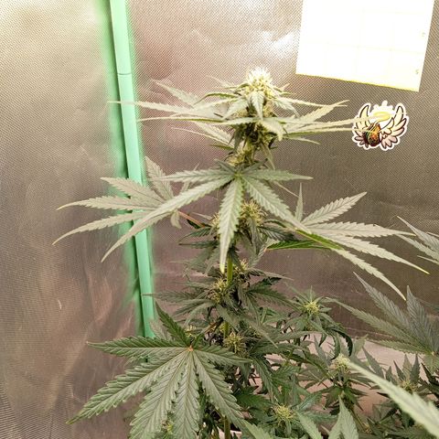 WHITE WHIDOW  growlog timeline photo