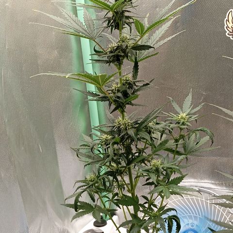 WHITE WHIDOW  growlog timeline photo