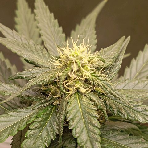 WHITE WHIDOW  growlog timeline photo