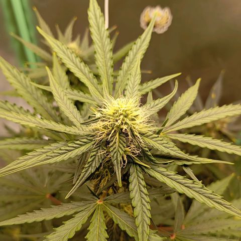 WHITE WHIDOW  growlog timeline photo