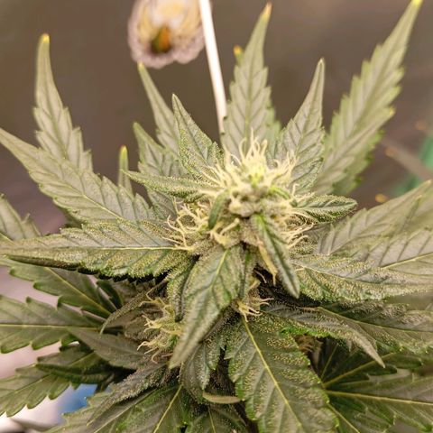 WHITE WHIDOW  growlog timeline photo