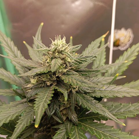 WHITE WHIDOW  growlog timeline photo