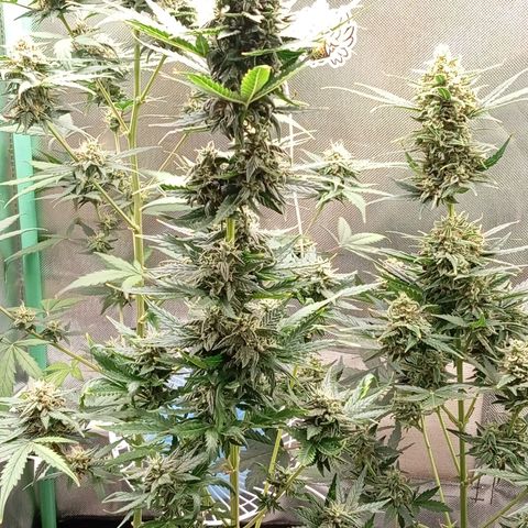 WHITE WHIDOW  growlog timeline photo