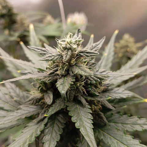 WHITE WHIDOW  growlog timeline photo