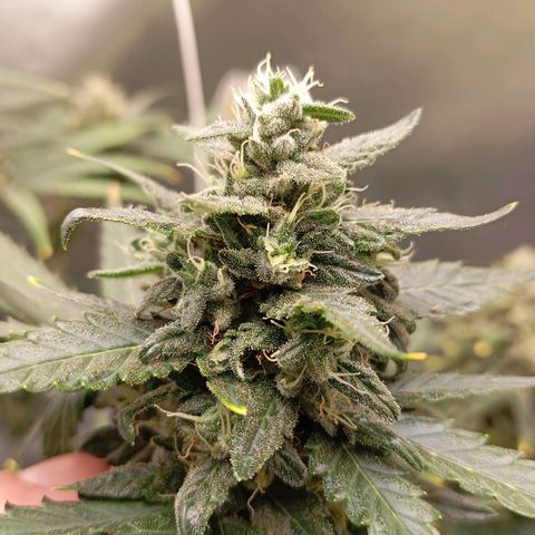 WHITE WHIDOW  growlog timeline photo