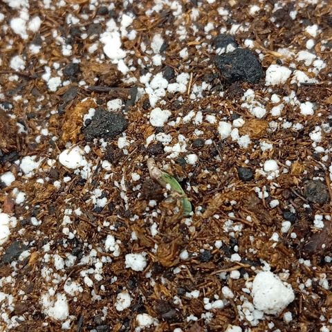 PINEAPPLE LARRY OG growlog timeline photo