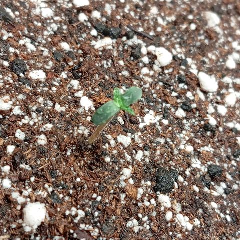 PINEAPPLE LARRY OG growlog timeline photo