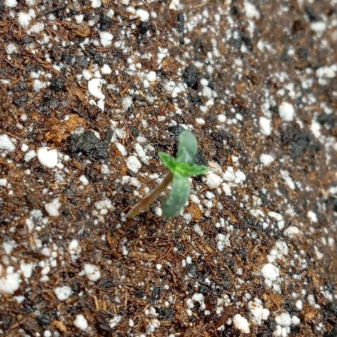PINEAPPLE LARRY OG growlog timeline photo