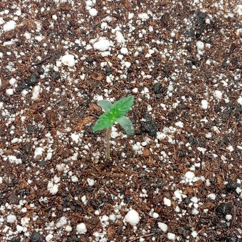 PINEAPPLE LARRY OG growlog timeline photo