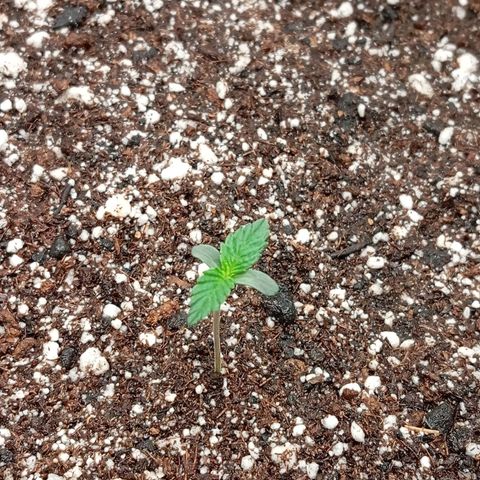 PINEAPPLE LARRY OG growlog timeline photo