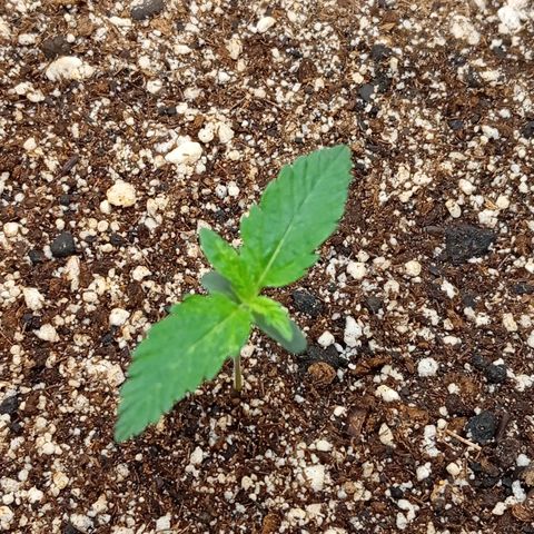 PINEAPPLE LARRY OG growlog timeline photo
