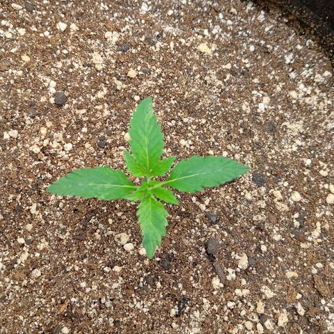 PINEAPPLE LARRY OG growlog timeline photo