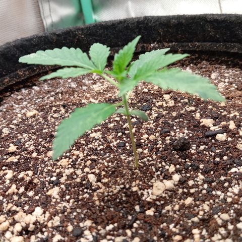 PINEAPPLE LARRY OG growlog timeline photo