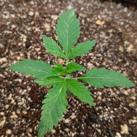 PINEAPPLE LARRY OG growlog timeline photo