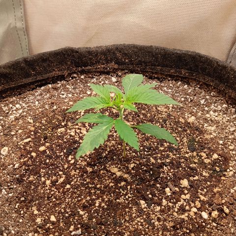 PINEAPPLE LARRY OG growlog timeline photo