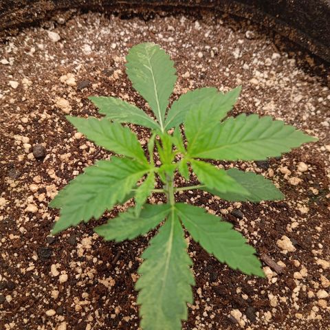 PINEAPPLE LARRY OG growlog timeline photo