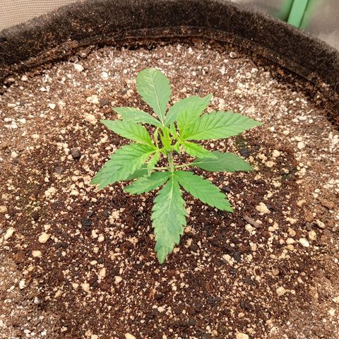 PINEAPPLE LARRY OG growlog timeline photo