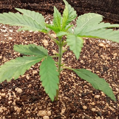 PINEAPPLE LARRY OG growlog timeline photo