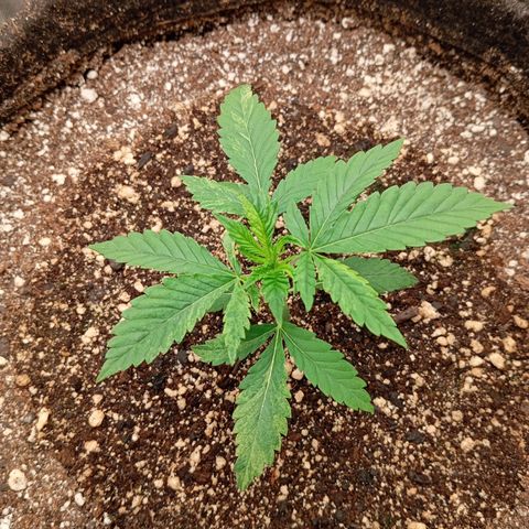 PINEAPPLE LARRY OG growlog timeline photo