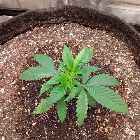 PINEAPPLE LARRY OG growlog timeline photo