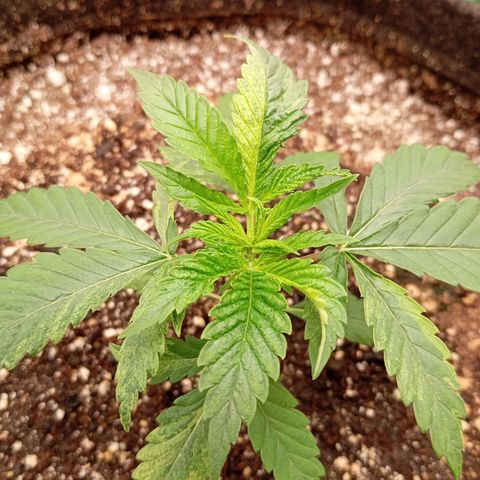 PINEAPPLE LARRY OG growlog timeline photo