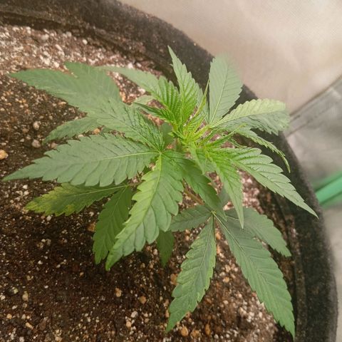 PINEAPPLE LARRY OG growlog timeline photo