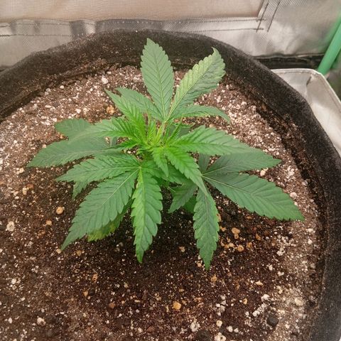 PINEAPPLE LARRY OG growlog timeline photo
