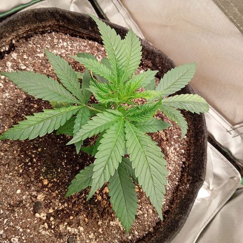 PINEAPPLE LARRY OG growlog timeline photo
