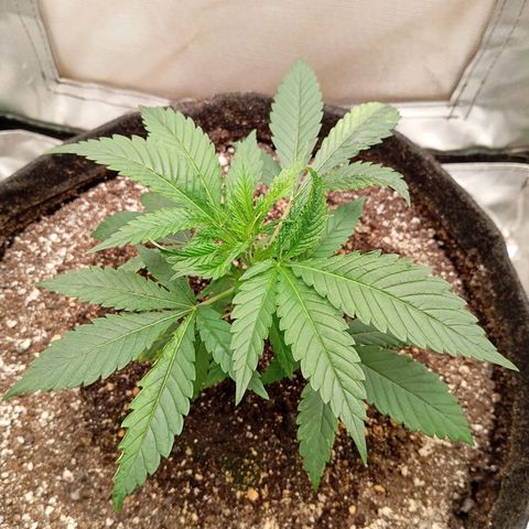 PINEAPPLE LARRY OG growlog timeline photo