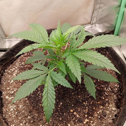 PINEAPPLE LARRY OG growlog timeline photo