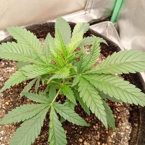 PINEAPPLE LARRY OG growlog timeline photo