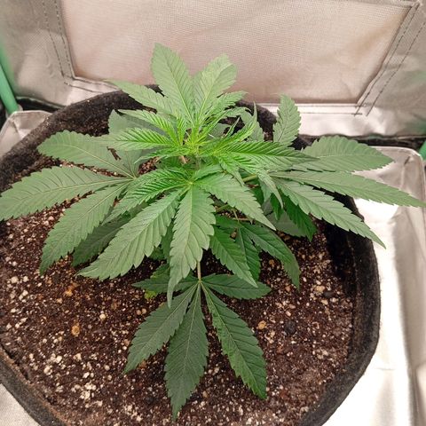 PINEAPPLE LARRY OG growlog timeline photo