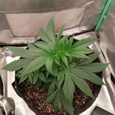 PINEAPPLE LARRY OG growlog timeline photo