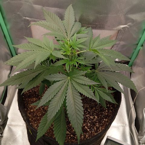 PINEAPPLE LARRY OG growlog timeline photo