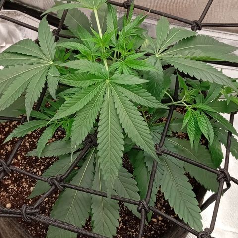 PINEAPPLE LARRY OG growlog timeline photo