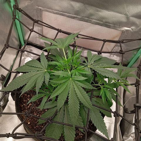 PINEAPPLE LARRY OG growlog timeline photo