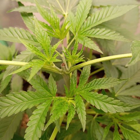 PINEAPPLE LARRY OG growlog timeline photo