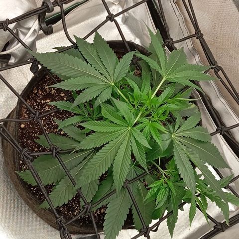 PINEAPPLE LARRY OG growlog timeline photo