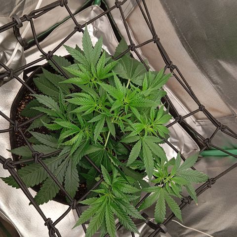 PINEAPPLE LARRY OG growlog timeline photo