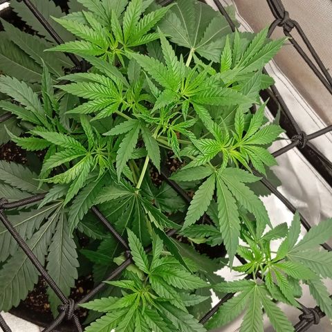 PINEAPPLE LARRY OG growlog timeline photo