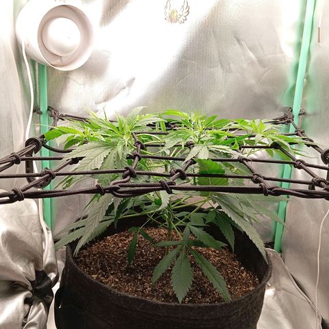 PINEAPPLE LARRY OG growlog timeline photo